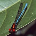 Image of Argia calverti imported from iNaturalist.