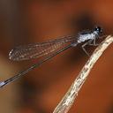 Image of Argia carolus imported from iNaturalist.