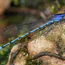 Image of Argia elongata imported from iNaturalist.