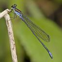 Image of Argia acridens imported from iNaturalist.