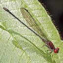 Image of Argia philipi imported from iNaturalist.