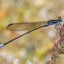 Image of Argia selysi imported from iNaturalist.