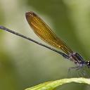 Image of Argia tennesseni imported from iNaturalist.