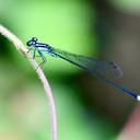 Image of Acanthagrion speculum imported from iNaturalist.