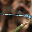 Image of Argia pima imported from iNaturalist.