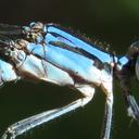 Male Pima Dancer (S2 mark)
