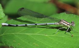Immature male Pima Dancer