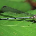 Immature male Pima Dancer