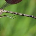 Immature female Pima Dancer
