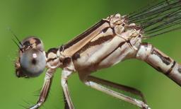 Immature female Pima Dancer
