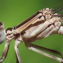 Immature female Pima Dancer