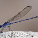 Image of Argia sabino imported from iNaturalist.