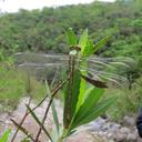 Image of Erpetogomphus bothrops imported from iNaturalist.