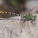 Image of Erpetogomphus heterodon imported from iNaturalist.