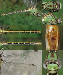 Erpetogomphus heterodon female