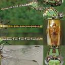 Erpetogomphus heterodon female