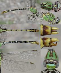 Erpetogomphus heterodon male