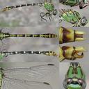 Erpetogomphus heterodon male