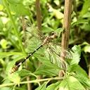 Image of Erpetogomphus leptophis imported from iNaturalist.