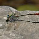 Image of Erpetogomphus liopeltis imported from iNaturalist.