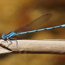 Image of Argia anceps imported from iNaturalist.