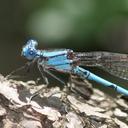 Image of Argia westfalli imported from iNaturalist.