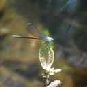 Image of Mnesarete lencionii imported from iNaturalist.