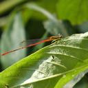 Image of Telebasis farcimentum imported from iNaturalist.