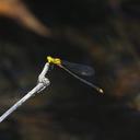 Image of Pseudagrion lorenzi imported from iNaturalist.