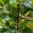 Image of Anax mandrakae imported from iNaturalist.