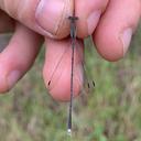 Image of Lestes ictericus imported from iNaturalist.