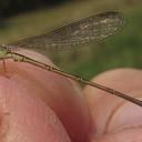 Image of Agriocnemis gratiosa imported from iNaturalist.