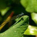 Image of Acanthagrion hildegarda imported from iNaturalist.