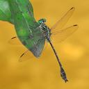 Stylurus townesi hanging from a leaf