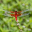 Image of Libellula gaigei imported from iNaturalist.