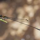 Image of Protoneura scintilla imported from iNaturalist.