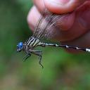 Image of Epigomphus donnellyi imported from iNaturalist.