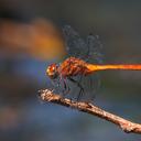 Image of Elasmothemis aliciae imported from iNaturalist.