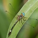 Image of Macrothemis ultima imported from iNaturalist.