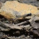 Image of Argia mayi imported from iNaturalist.