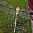 Image of Gynacantha manderica imported from iNaturalist.