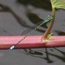 Image of Pseudagrion lindicum imported from iNaturalist.