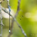 Image of Lestes scalaris imported from iNaturalist.