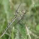 Image of Ophiogomphus severus imported from iNaturalist.