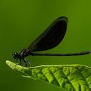 Image of Euphaea splendens imported from iNaturalist.