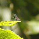 Image of Hetaerina mortua imported from iNaturalist.