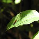 Image of Hetaerina sempronia imported from iNaturalist.