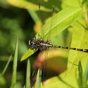 Image of Austrogomphus collaris imported from iNaturalist.