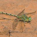 Image of Ceratogomphus pictus imported from iNaturalist.