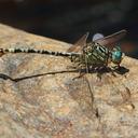 Image of Onychogomphus supinus imported from iNaturalist.